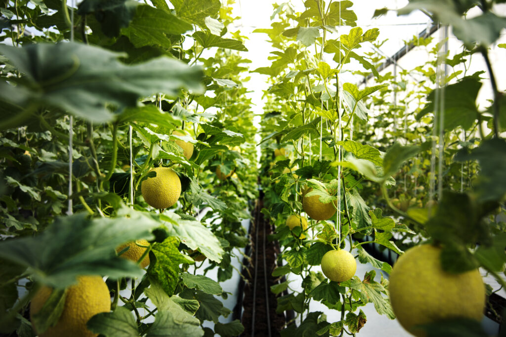 santi luque frutas en almería