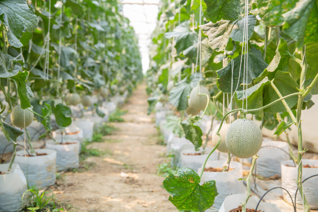 exportación de melón en almería