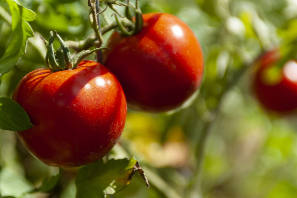santi luque tipo de tomates